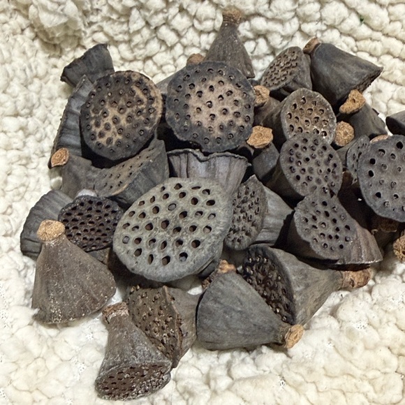 Preserved/dried Decorative mini botanical pods - Picture 2 of 2